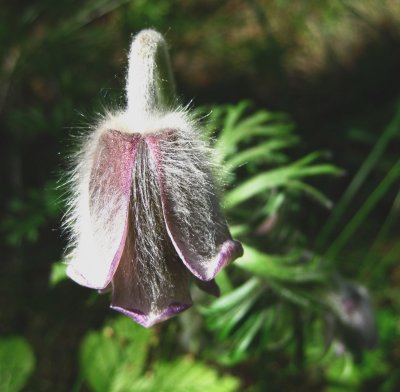 Pulsatilla Vulgaris, Pasque Flower