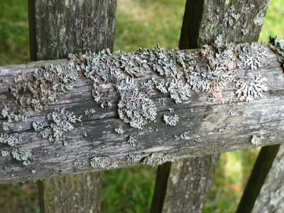 An Old Fence, Detail