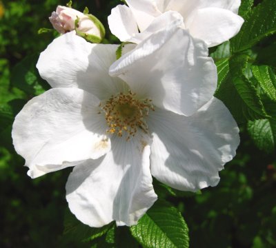 White Rosa rugosa