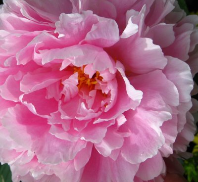 Peony