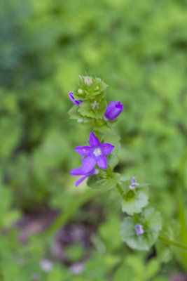 Purple Flower