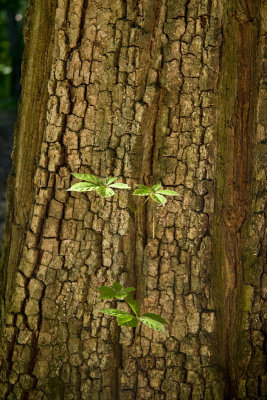 New Growth