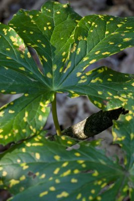 Dappled