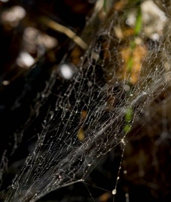 Web 1