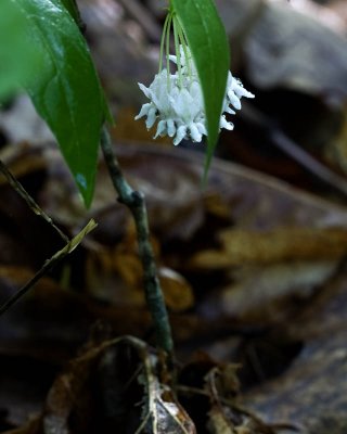 Blossom after rain
