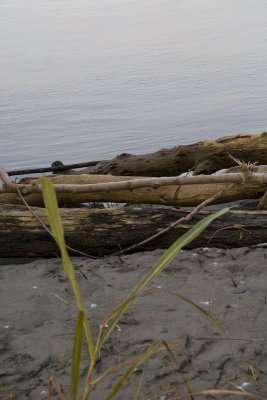Beached Logs
