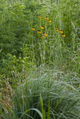 Black-Eyed Susans?