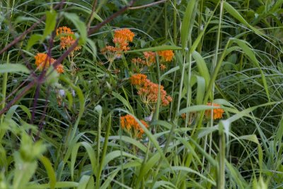 Butterflyweed