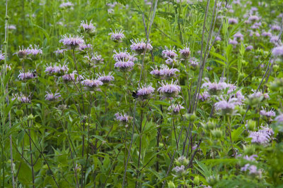 Wild Bergamot and Bumblebees