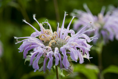 Bergamot