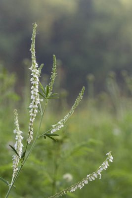 White Sweet Clover