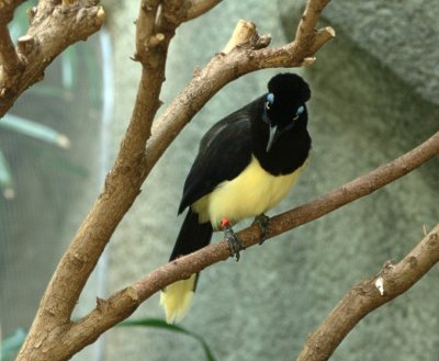 Yellow Black Bird
