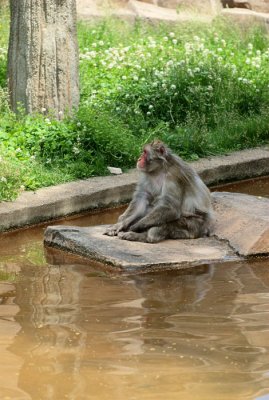 Floating Rock Monkey