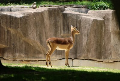 Gazelle Doe