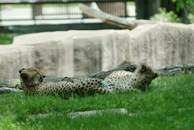 Cheetas