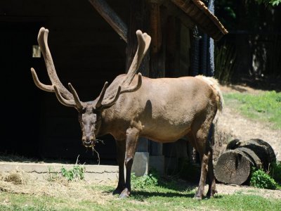 Elk