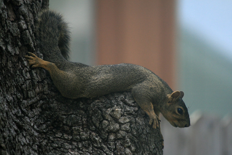 Squirrel relaxing