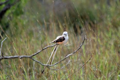 Scissor-tailed Flycatcher 2