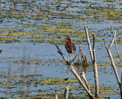 Green Heron