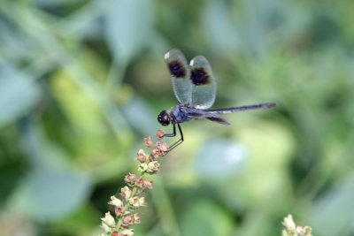 Four-spotted Pennant Dragonfly 1