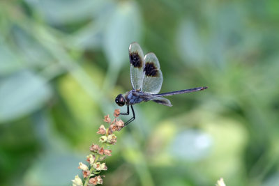 Four-spotted Pennant Dragonfly 2