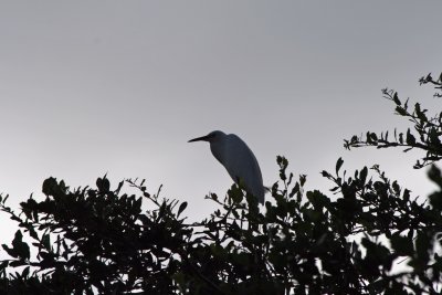 Egret Sillouette