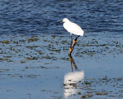 Snowy Egret