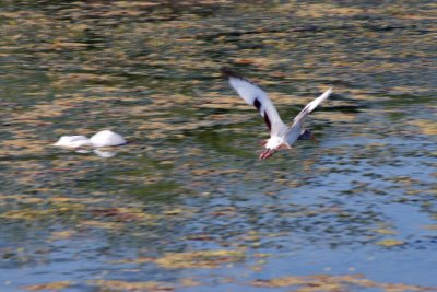 White Ibis Flying