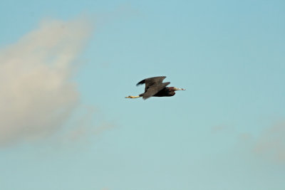 Green Heron