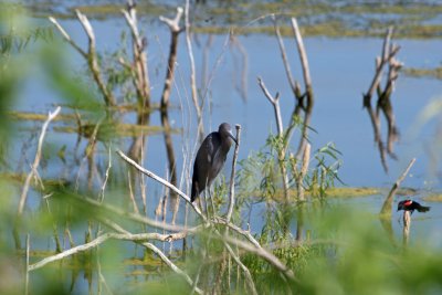 Green Heron (and Red-winged Blackbird)