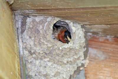 Cliff Swallow in Nest 1