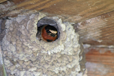 Cliff Swallow in Nest 2