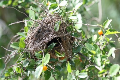 Verdin Nest
