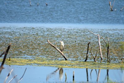 Black-crowned Night Heron