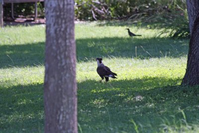 Crested Caracara