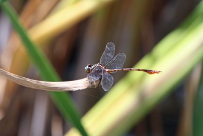 Male Broad-striped Foreceptail Dragonfly