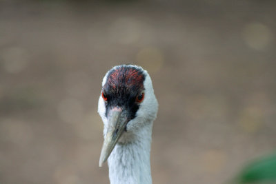 Crane 1