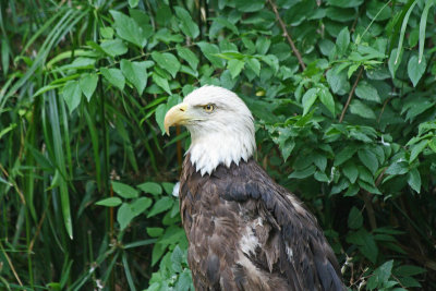 Bald Eagle 2