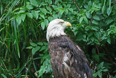 Bald Eagle 3