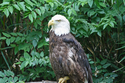 Bald Eagle 4