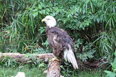 Bald Eagle 5