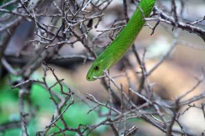 Green Snake