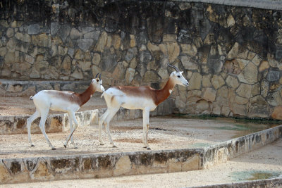 Arabian Sand Gazelle