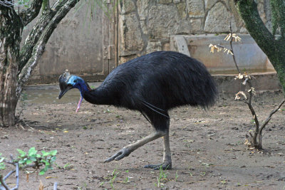 Double-wattled Cassowary 2