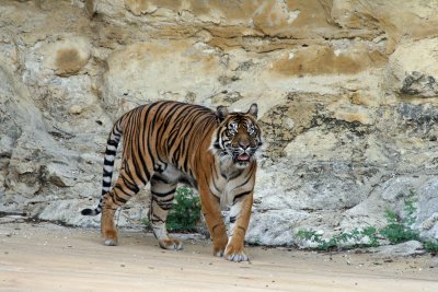 Sumatran Tiger