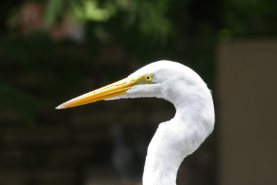 Close-up of an Egret 1