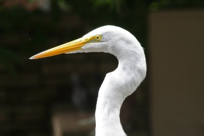 Close-up of a Egret 2