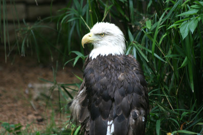 Bald Eagle 8