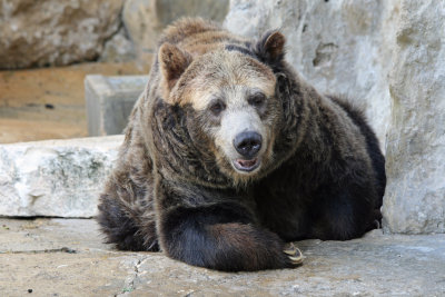 Grizzly Bear