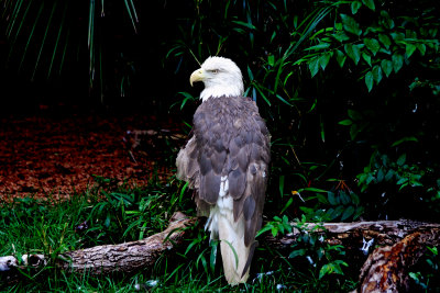Bald Eagle - Low Key Landscape